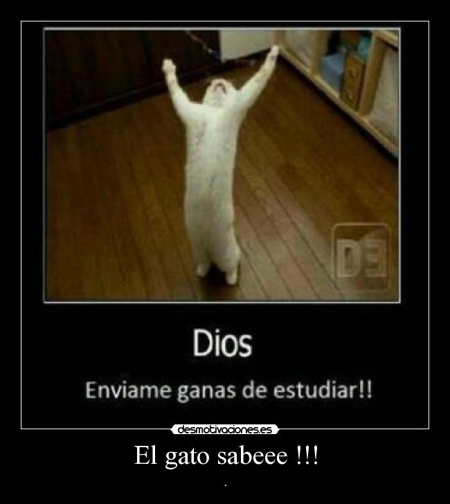 El gato sabeee !!! - .