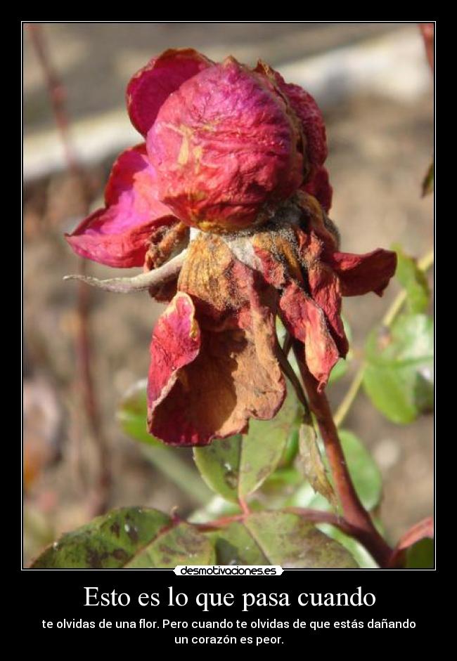 Esto es lo que pasa cuando -