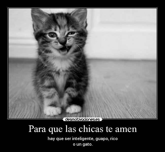 Para que las chicas te amen - hay que ser inteligente, guapo, rico
o un gato.
