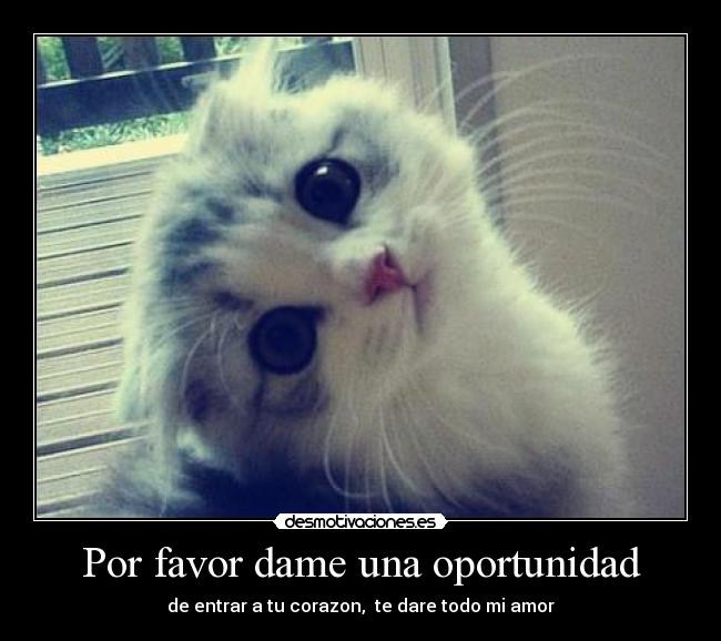 Por favor dame una oportunidad - de entrar a tu corazon,  te dare todo mi amor