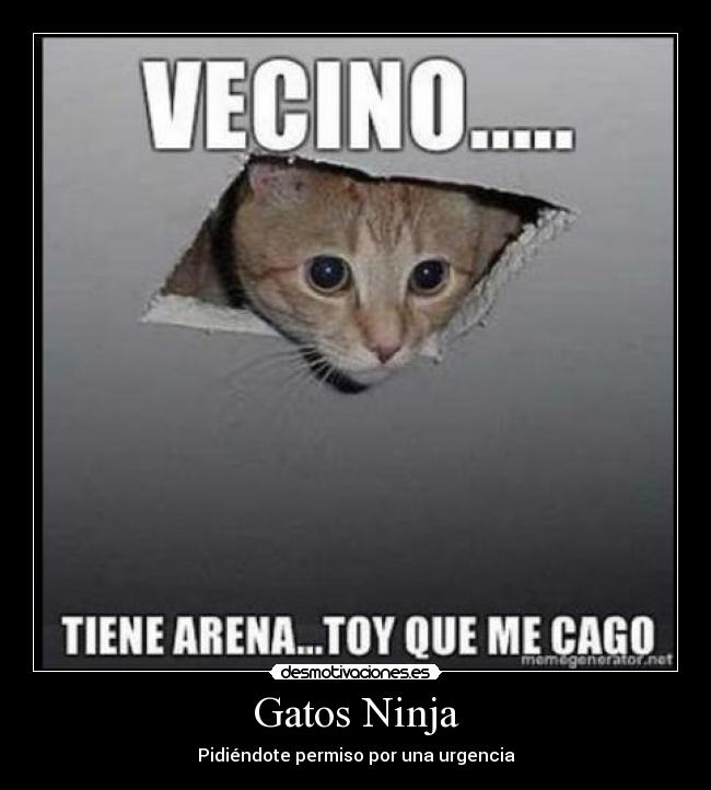 Gatos Ninja - Pidiéndote permiso por una urgencia