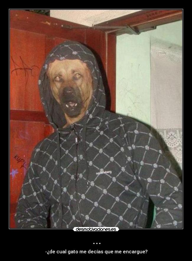 ... - -¿de cual gato me decías que me encargue?