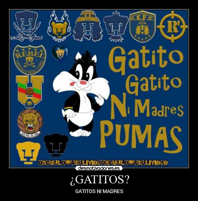 ¿GATITOS? - GATITOS NI MADRES