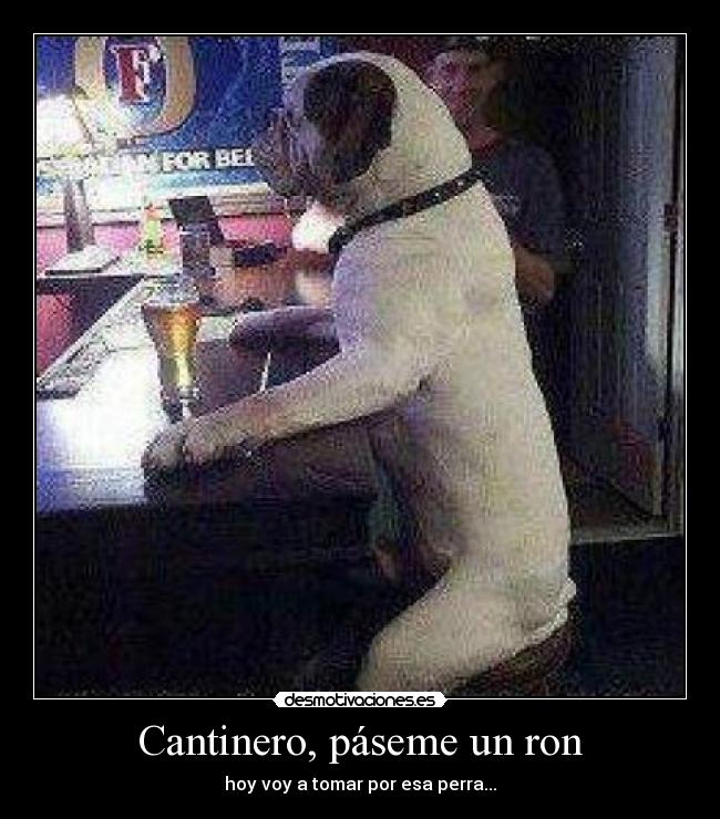 Cantinero, páseme un ron - hoy voy a tomar por esa perra...