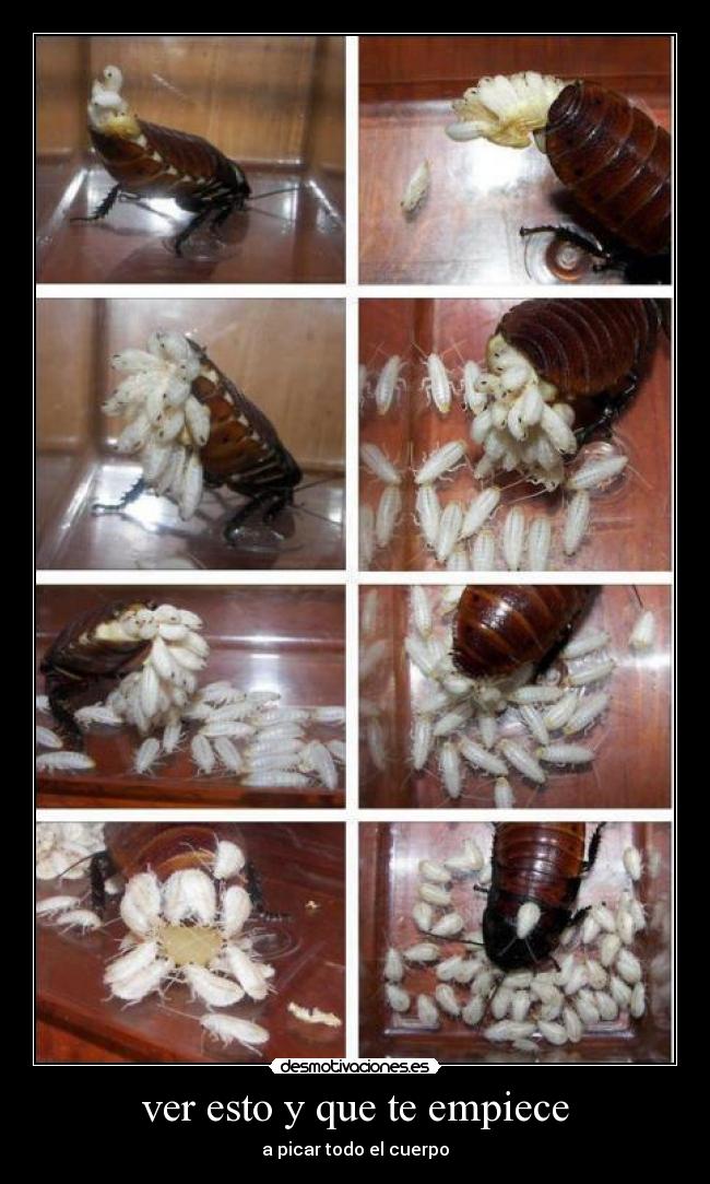 ver esto y que te empiece - a picar todo el cuerpo