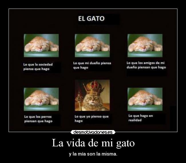 La vida de mi gato - y la mía son la misma.