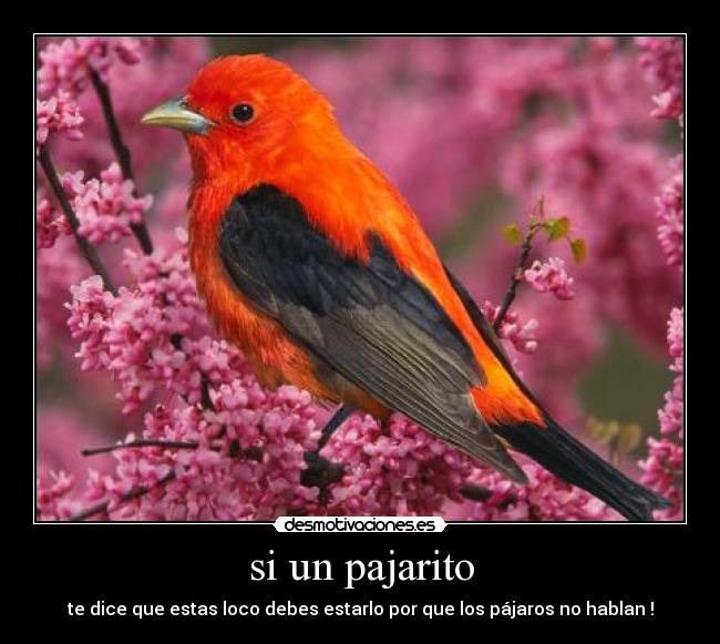 carteles syder desmotivaciones