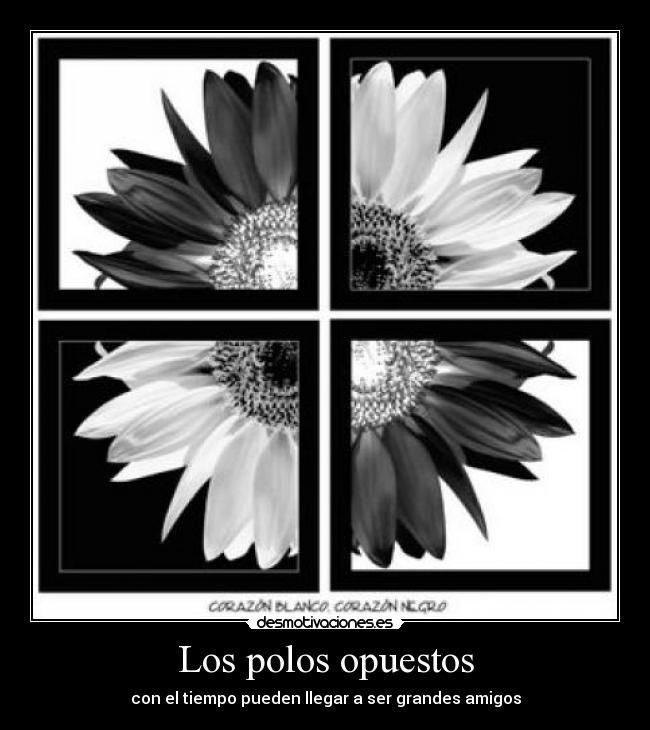 Los polos opuestos - con el tiempo pueden llegar a ser grandes amigos