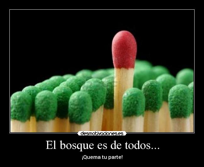 El bosque es de todos... -