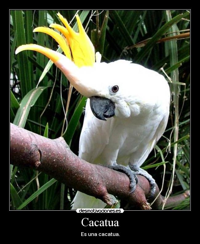 carteles boloman desmotivaciones