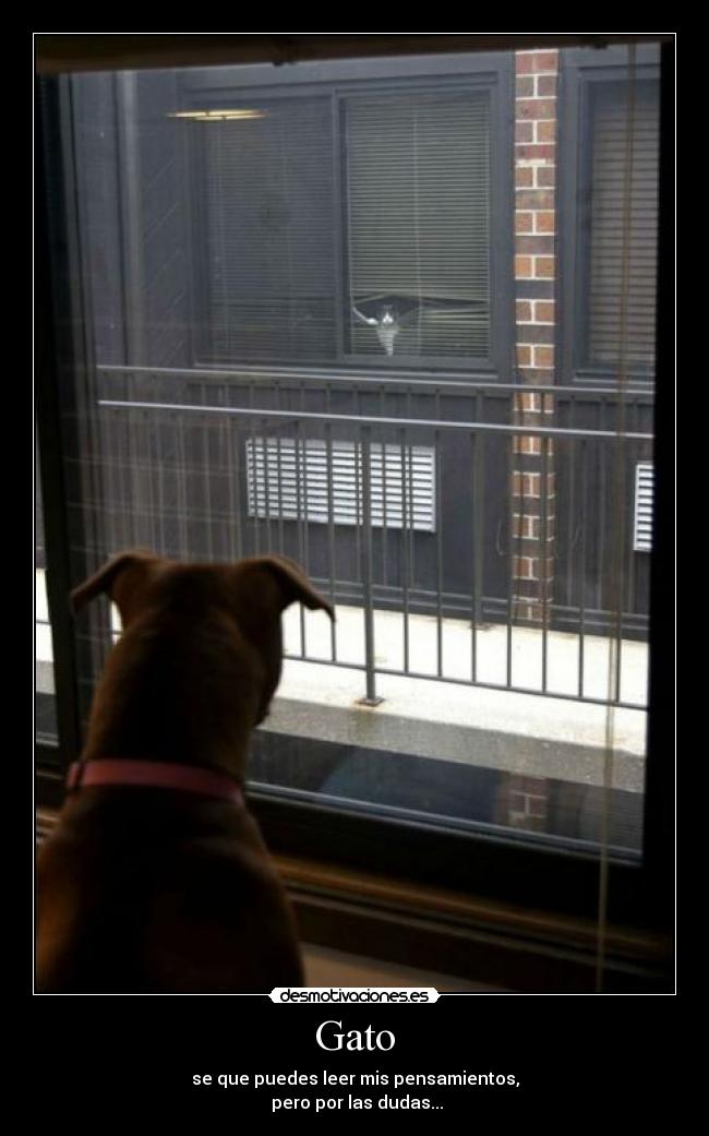 Gato - se que puedes leer mis pensamientos,
pero por las dudas...