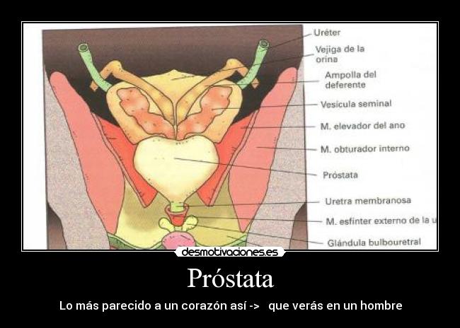 Próstata - Lo más parecido a un corazón así -> ♥ que verás en un hombre