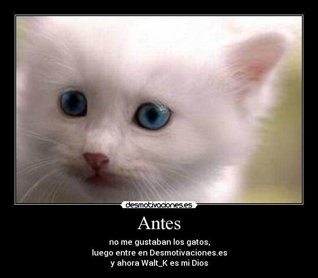 Antes - no me gustaban los gatos,
luego entre en Desmotivaciones.es
y ahora Walt_K es mi Dios