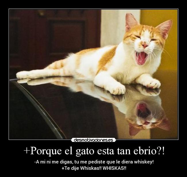+Porque el gato esta tan ebrio?! - -A mi ni me digas, tu me pediste que le diera whiskey!
+Te dije Whiskas!! WHISKAS!!