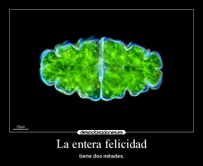 La entera felicidad - tiene dos mitades.