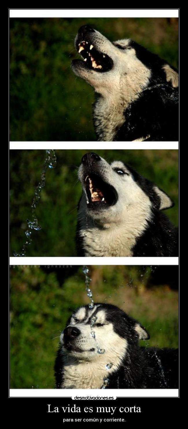 La vida es muy corta - 
