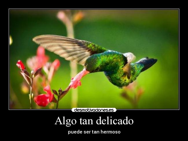 Algo tan delicado - puede ser tan hermoso