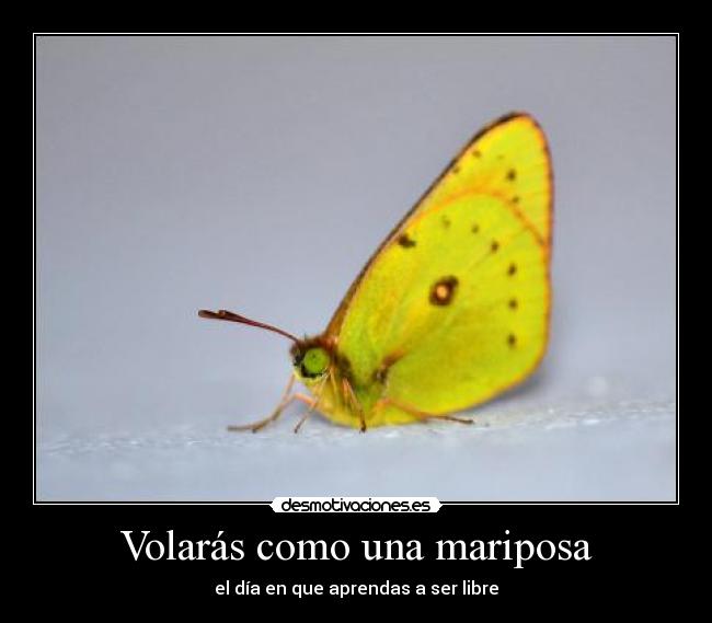 Volarás como una mariposa - el día en que aprendas a ser libre