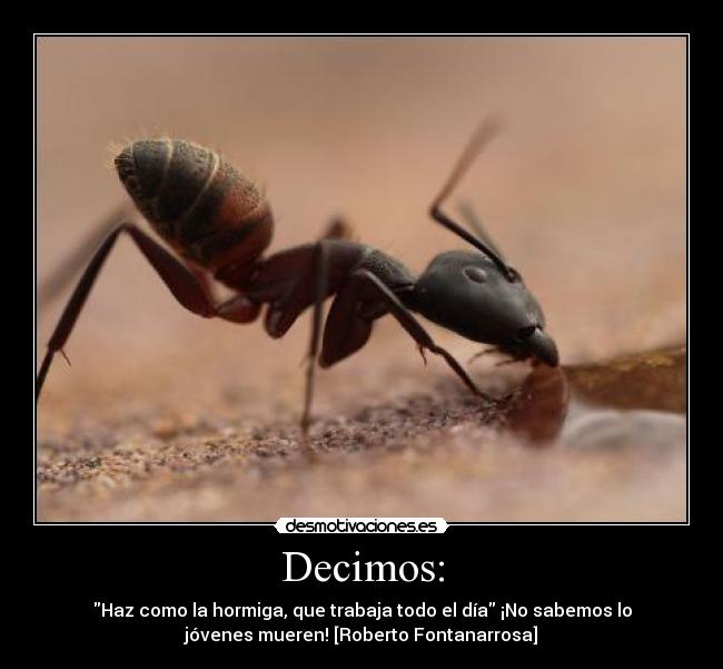 Decimos: - Haz como la hormiga, que trabaja todo el día ¡No sabemos lo
jóvenes mueren! [Roberto Fontanarrosa]