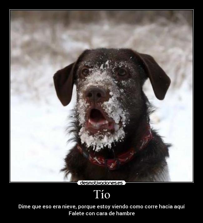 Tío - Dime que eso era nieve, porque estoy viendo como corre hacia aquí
Falete con cara de hambre