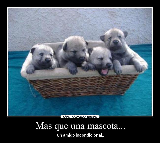 carteles amigos fieles desmotivaciones