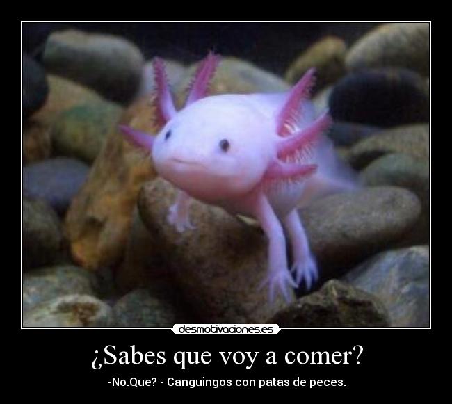 ¿Sabes que voy a comer? - -No.Que? - Canguingos con patas de peces.