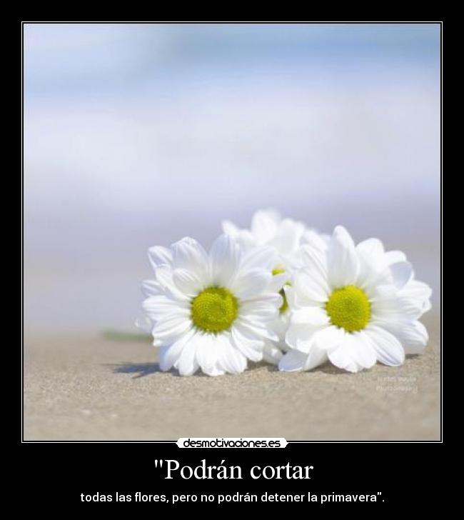 Podrán cortar -