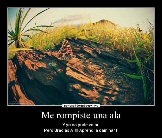 Me rompiste una ala -