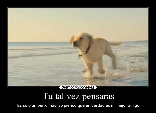Tu tal vez pensaras - Es solo un perro mas, yo pienso que en verdad es mi mejor amigo
