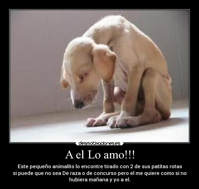 A el Lo amo!!! - Este pequeño animalito lo encontre tirado con 2 de sus patitas rotas
si puede que no sea De raza o de concurso pero el me quiere como si no
hubiera mañana y yo a el.