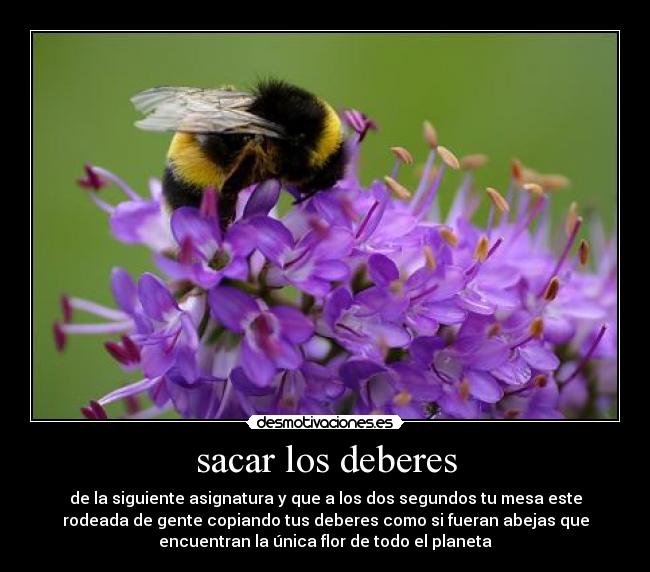 sacar los deberes - de la siguiente asignatura y que a los dos segundos tu mesa este
rodeada de gente copiando tus deberes como si fueran abejas que
encuentran la única flor de todo el planeta