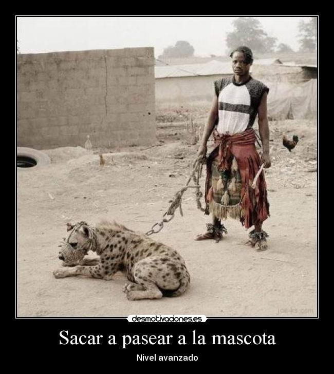Sacar a pasear a la mascota - Nivel avanzado