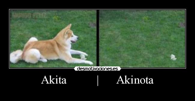 Akita          |      Akinota - 