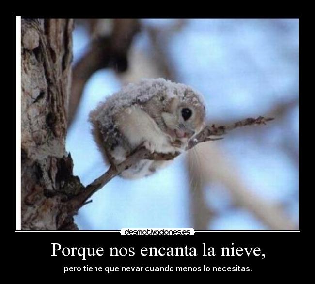 Porque nos encanta la nieve, -