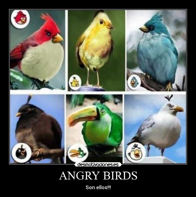 carteles angry birds desmotivaciones