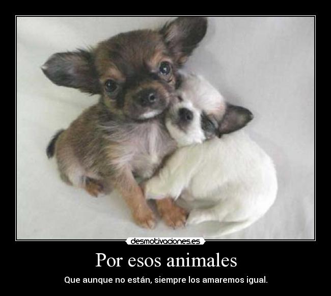 Por esos animales -