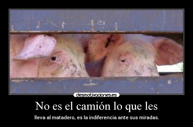 No es el camión lo que les - 