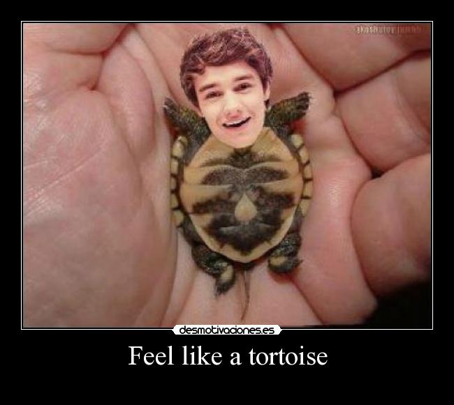 Feel like a tortoise -