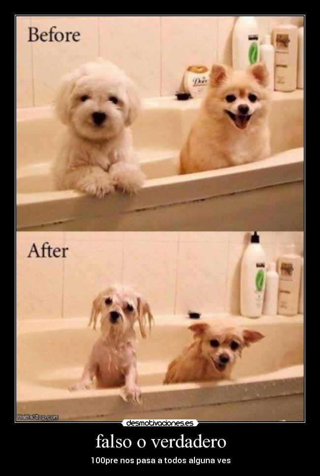 falso o verdadero - 100pre nos pasa a todos alguna ves