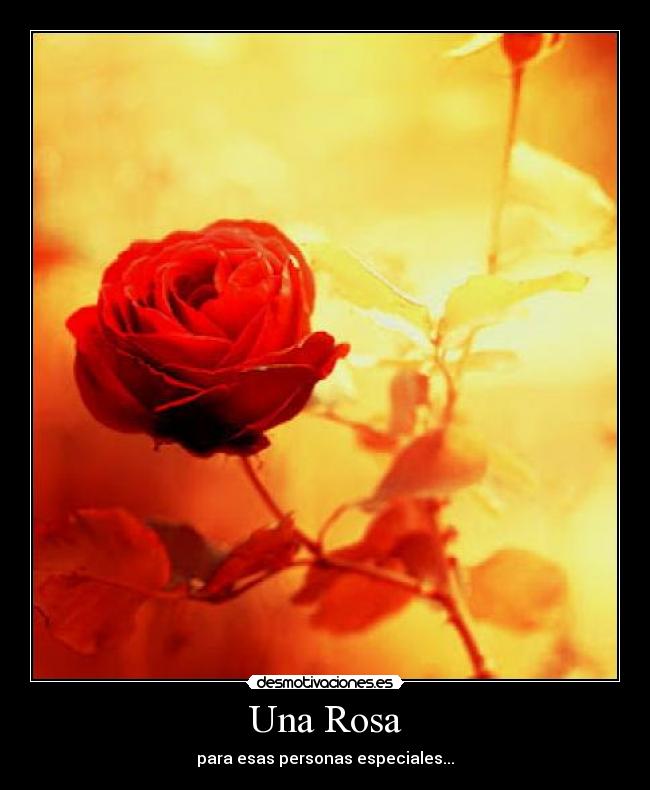 Una Rosa - para esas personas especiales...