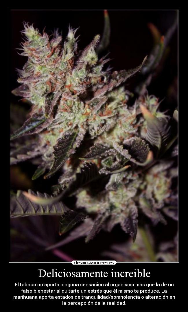Deliciosamente increible - El tabaco no aporta ninguna sensación al organismo mas que la de un
falso bienestar al quitarte un estrés que él mismo te produce. La
marihuana aporta estados de tranquilidad/somnolencia o alteración en
la percepción de la realidad.