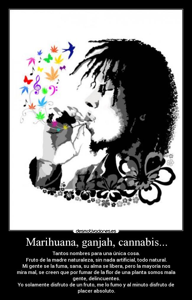 Marihuana, ganjah, cannabis... - Tantos nombres para una única cosa.
Fruto de la madre naturaleza, sin nada artificial, todo natural.
Mi gente se la fuma, sana, su alma se libera, pero la mayoría nos
mira mal, se creen que por fumar de la flor de una planta somos mala
gente, delincuentes.
Yo solamente disfruto de un fruto, me lo fumo y al minuto disfruto de
placer absoluto.