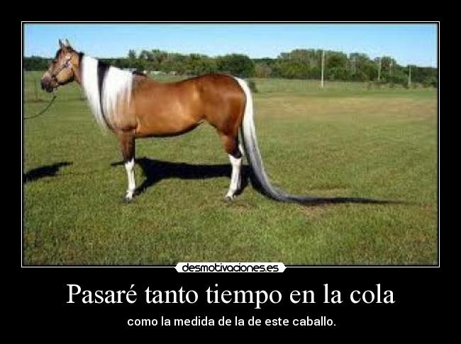 Pasaré tanto tiempo en la cola - como la medida de la de este caballo.