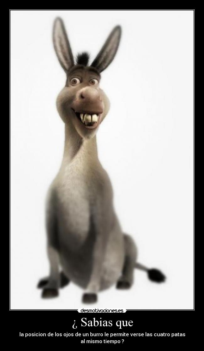 ¿ Sabias que - la posicion de los ojos de un burro le permite verse las cuatro patas
al mismo tiempo ?