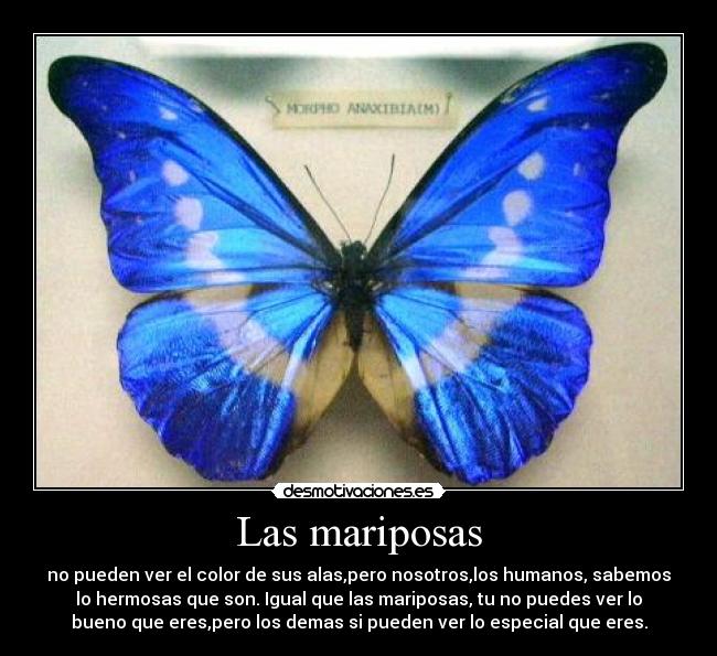 Las mariposas - no pueden ver el color de sus alas,pero nosotros,los humanos, sabemos
lo hermosas que son. Igual que las mariposas, tu no puedes ver lo
bueno que eres,pero los demas si pueden ver lo especial que eres.