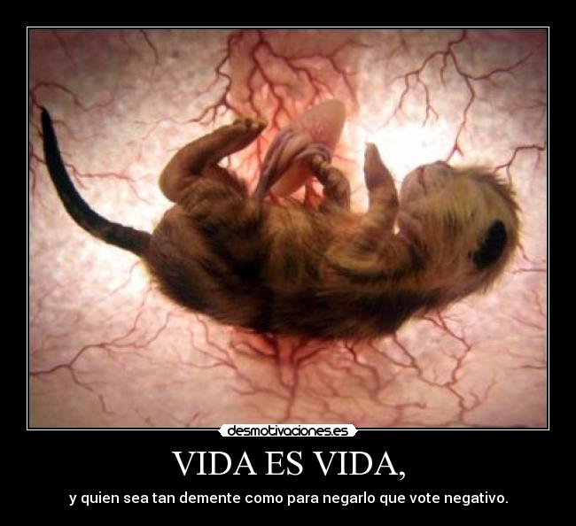 VIDA ES VIDA, -