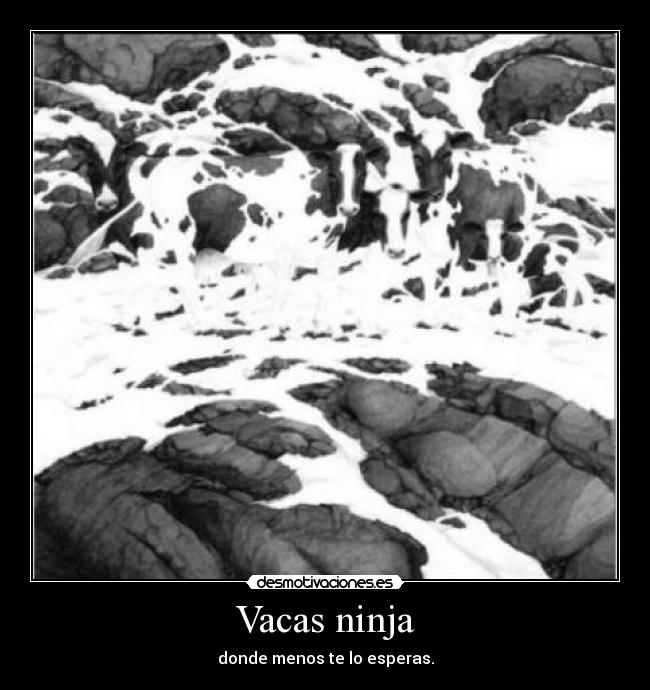 Vacas ninja - donde menos te lo esperas.