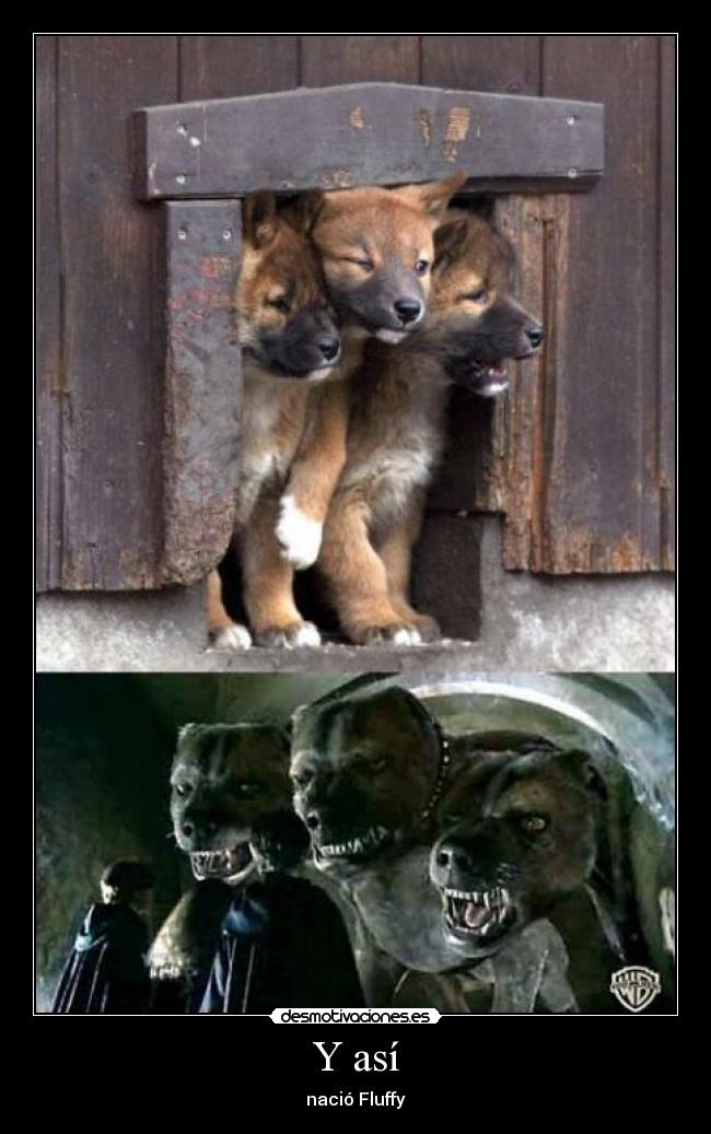 Y así - nació Fluffy