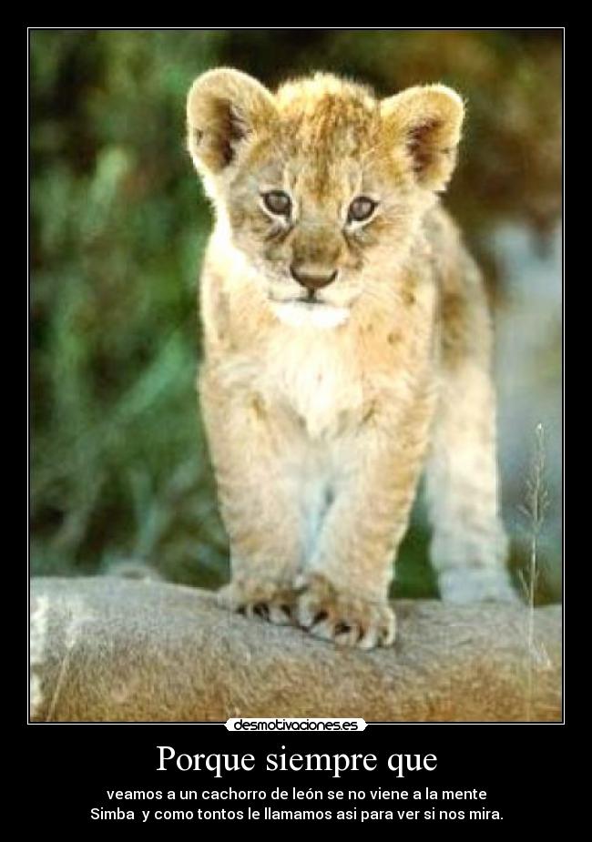 Porque siempre que -