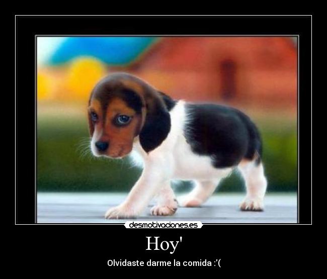 Hoy - Olvidaste darme la comida :(